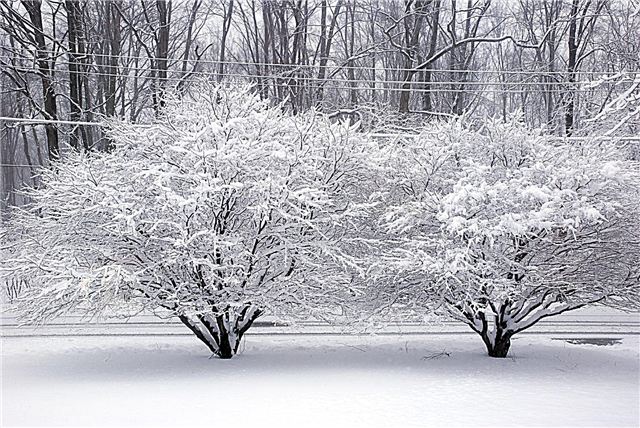 Japanese Maple Winter Dieback - Symtom på Japanese Japanese Maple Winter Damage