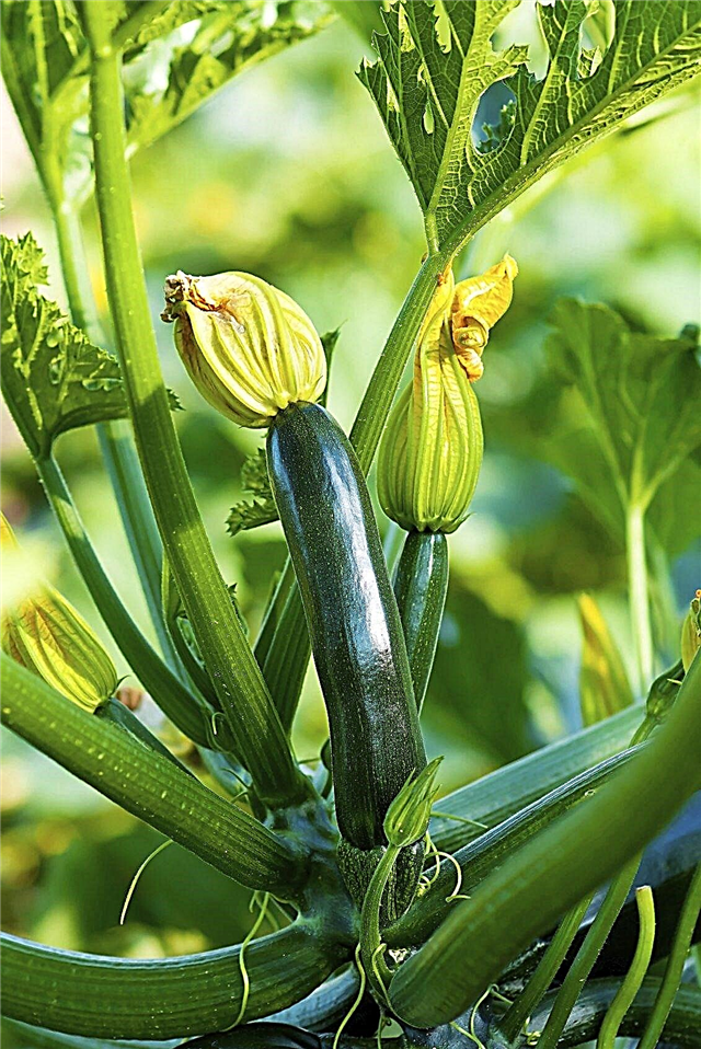 Engrais pour courgettes: conseils sur l'alimentation des plantes de courgettes