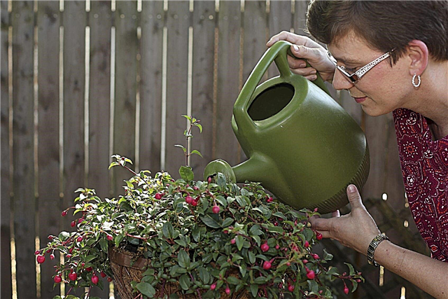 Fuchsia-vattenkrav: Tips om vattning av Fuchsia-växter