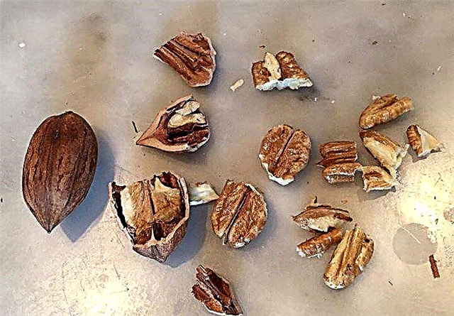 Informations sur Hican Nut - En savoir plus sur les utilisations des noix Hican