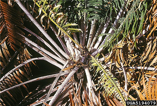 Flétrissement du palmier sagoutier: conseils sur le traitement d'un palmier sagoutier malade