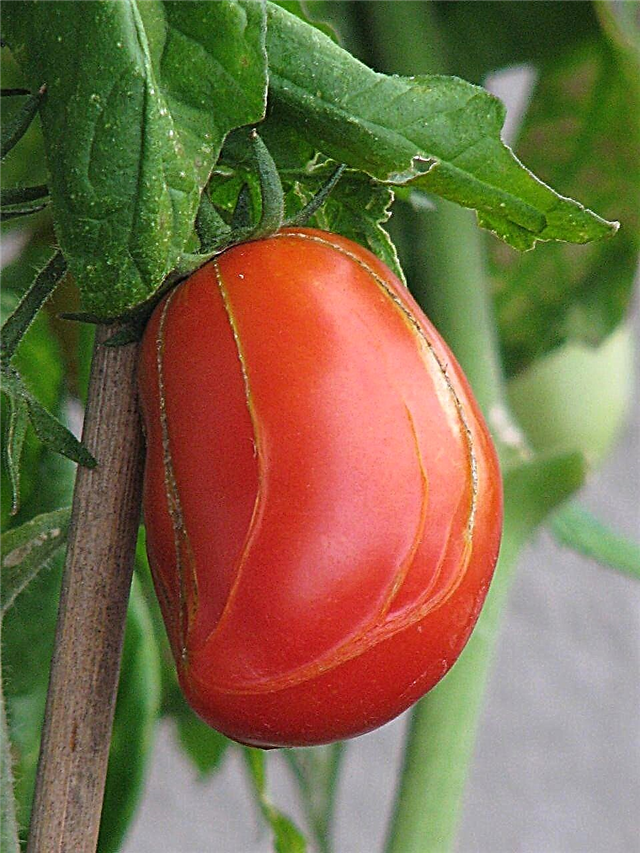 Ritsen op tomaten - Informatie over het zippen van tomatenfruit