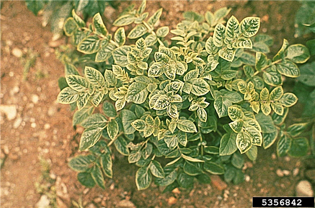 Doenças das plantas de batata - Existe tratamento para o vírus Leafroll de batata
