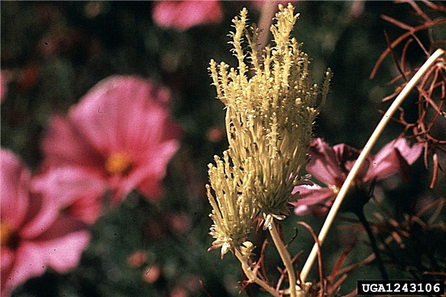 أمراض زهرة كوزموس - أسباب موت زهور كوزموس