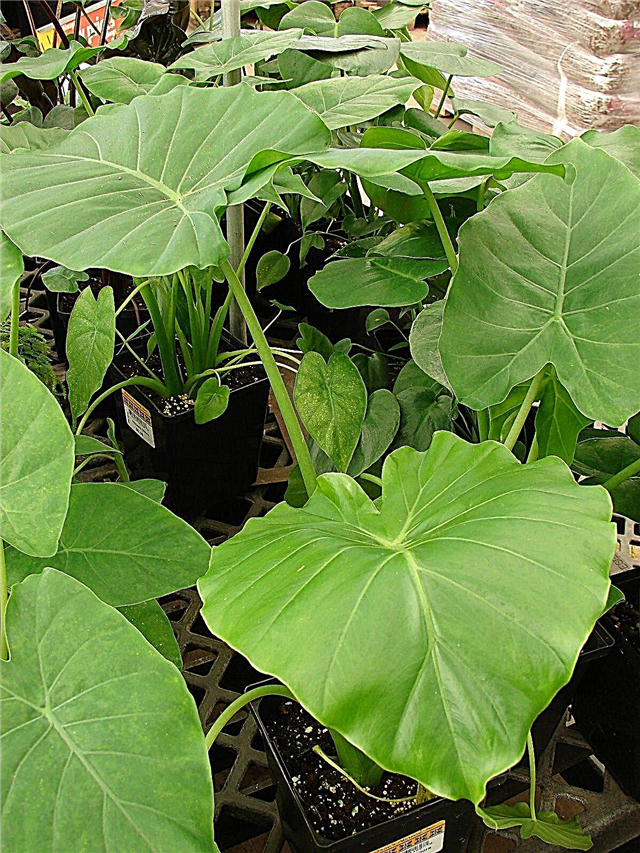 Hoe Alocasia te vermeerderen - Tips voor de voortplanting van Alocasia-planten
