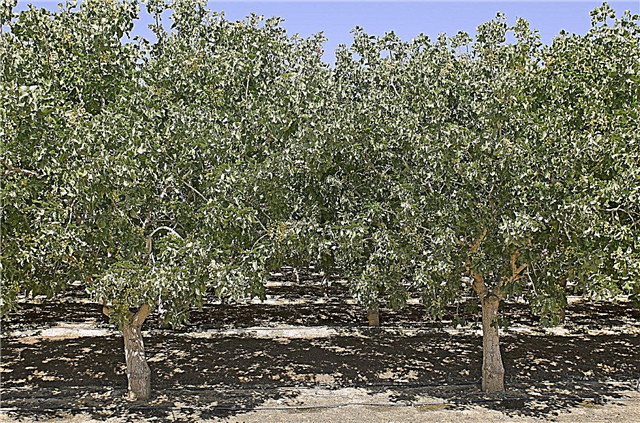 Poda de árvores de pistache: Aprenda a podar árvores de pistache