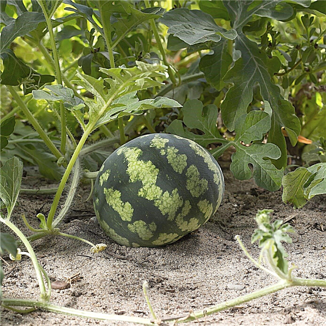 لماذا البطيخ الخاص بي صغير: علاج نمو البطيخ المتقطع