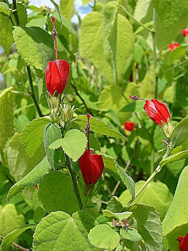 رعاية الشمع الملوخية: كيفية زراعة نبات الشمع الملوخية