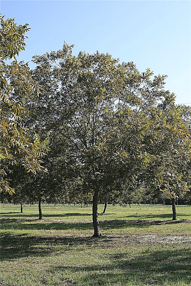 Pekanriekstu koka atzarošana: padomi pākšaugu koku zāģēšanai