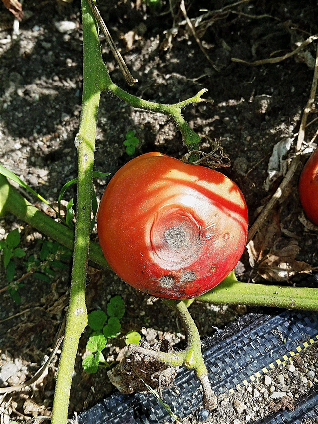 Zielpunkt auf Tomatenfrüchten - Tipps zur Behandlung von Zielpunkt auf Tomaten