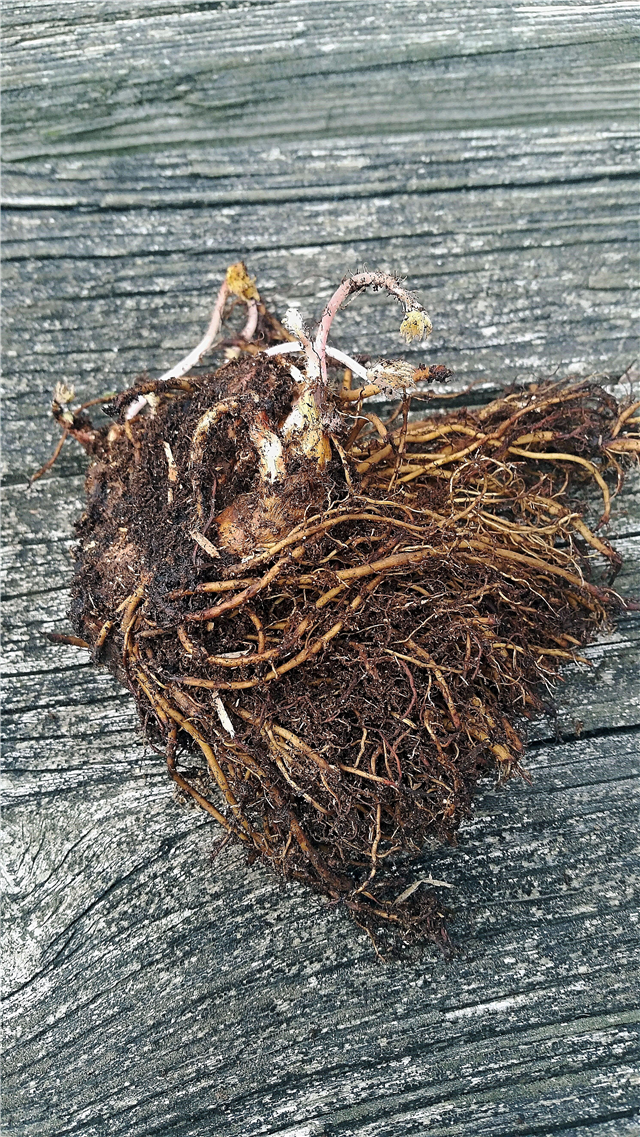 Astilbe Bare Roots - En savoir plus sur la plantation de racines nues d'Astilbe