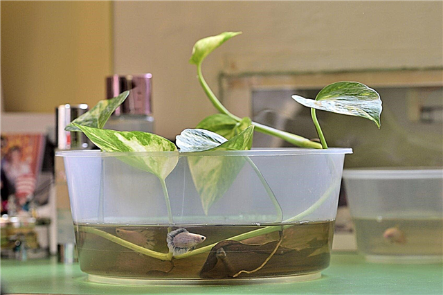 Plantas de pecera: mantener el pez Betta en un recipiente para plantas de interior a base de agua