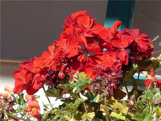 Vida útil de las flores de geranio: qué hacer con los geranios después de la floración