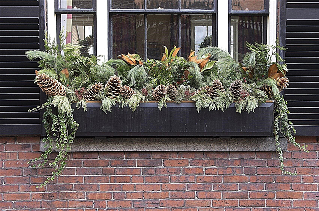 Caixas de flores de inverno: dicas sobre como criar caixas de janelas de inverno