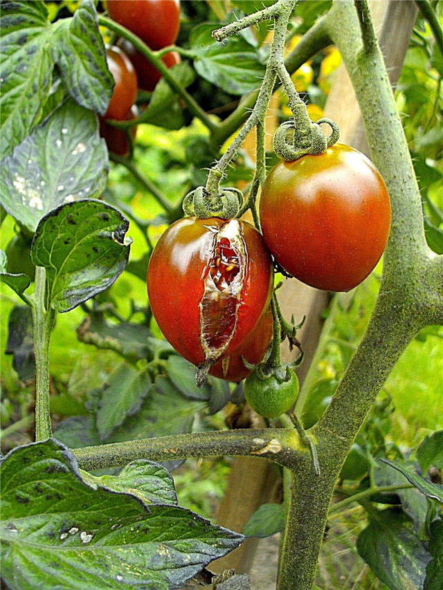 تعتبر الطماطم المنفصلة آمنة للأكل: طعام الطماطم المتشققة على الكرمة