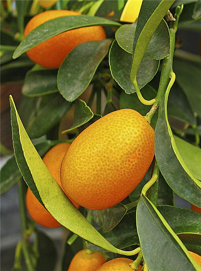 Kumquats plukken - tips voor het oogsten van een Kumquat-boom