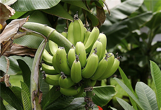 Plantain Plant Care - Cómo cultivar árboles de plátano