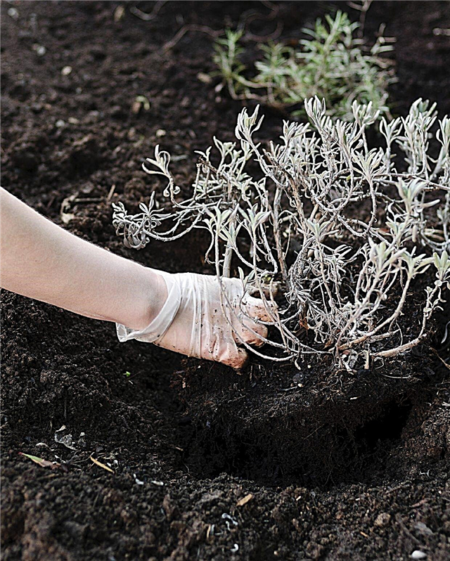 Rozdělit Salvia: Jak transplantovat Salvia v zahradě