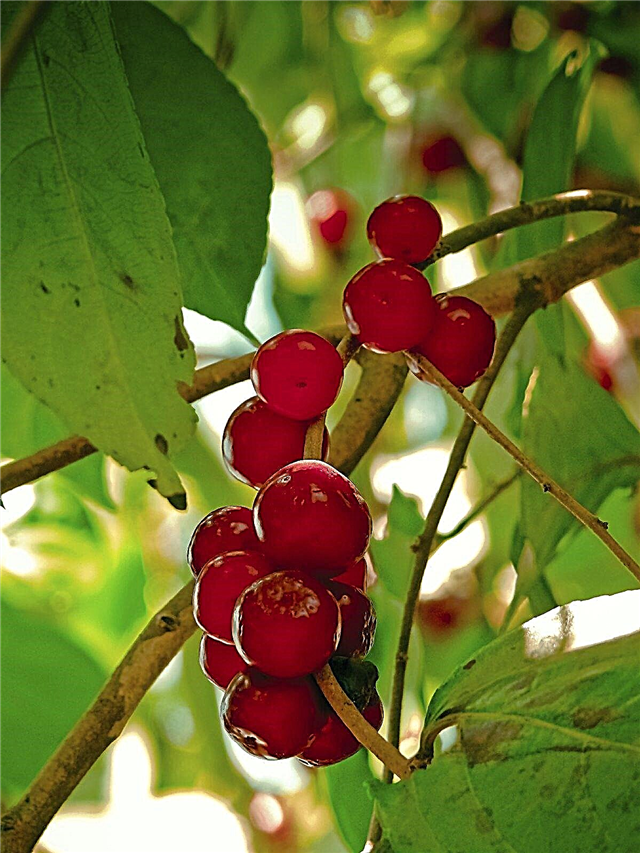 Winterberry Holly Care: consejos para cultivar Winterberry Holly