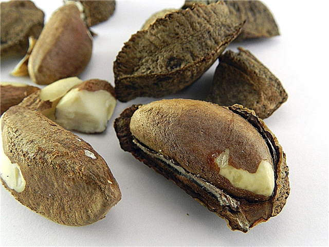 Brasilian pähkinän sadonkorjuu: Kuinka ja milloin korjuu Brasilian pähkinöitä