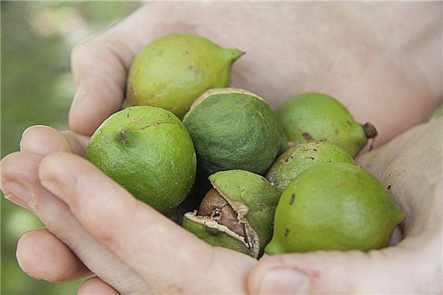 Raccolta di noci di macadamia: quando sono maturi le noci di macadamia