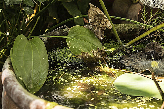 רעיונות גן מים לפטיו - גינות וצמחים למי פטיו DIY
