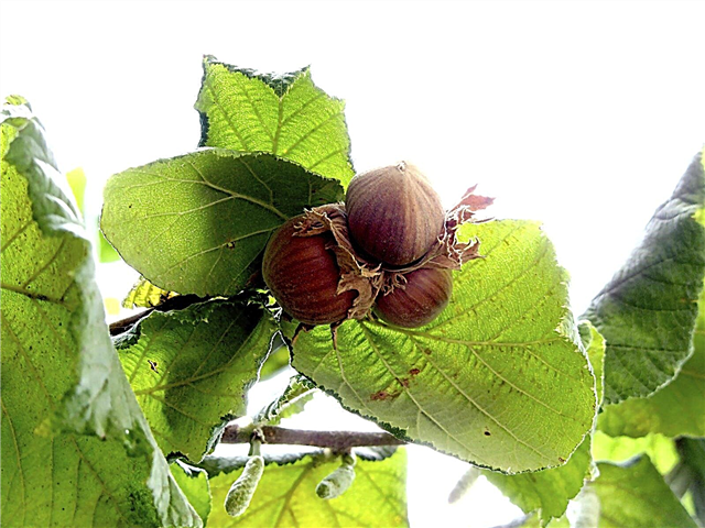 Hazelnut Picking: Bagaimana Dan Kapan Harus Panen Hazelnut