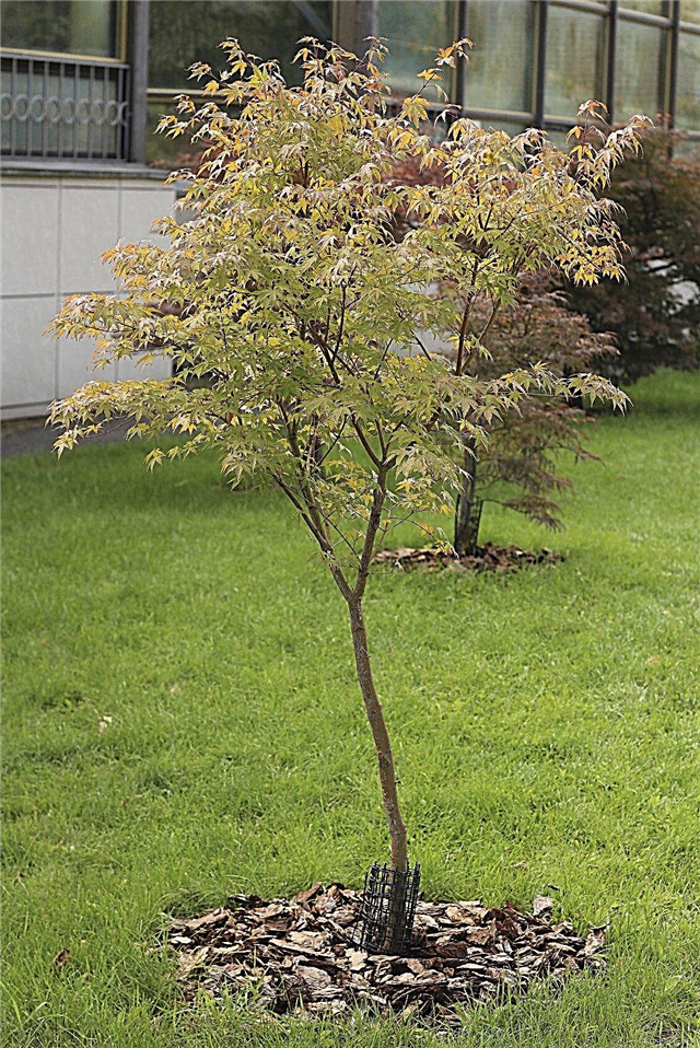 عمر شجرة القيقب اليابانية: كم من الوقت تعيش القيقب اليابانية