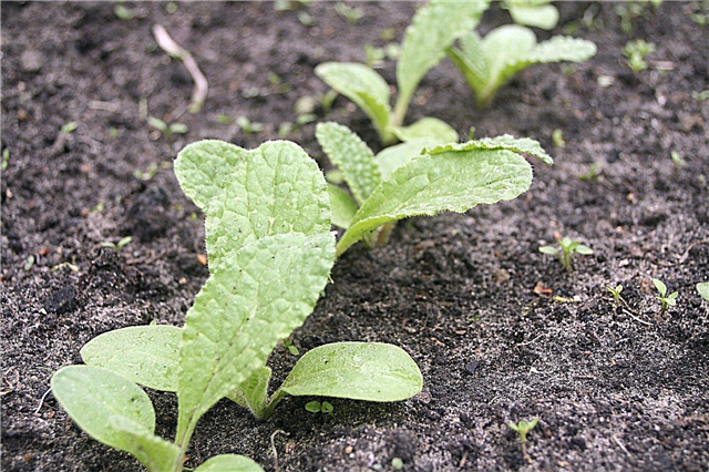 Borage frø vokser - hvordan du planter borage frø