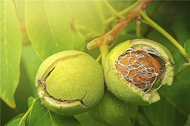 קציר עץ אגוז: מתי אגוזי מלך מוכנים לקטוף