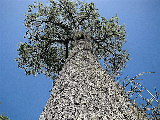 Información del árbol de nuez de Brasil: cómo cultivar árboles de nuez de Brasil