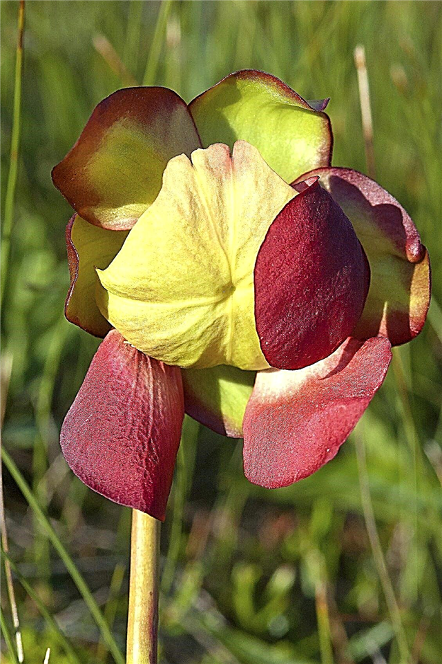 Do Pitcher Plants Bloom: Dowiedz się więcej o kwiatach dzbanów