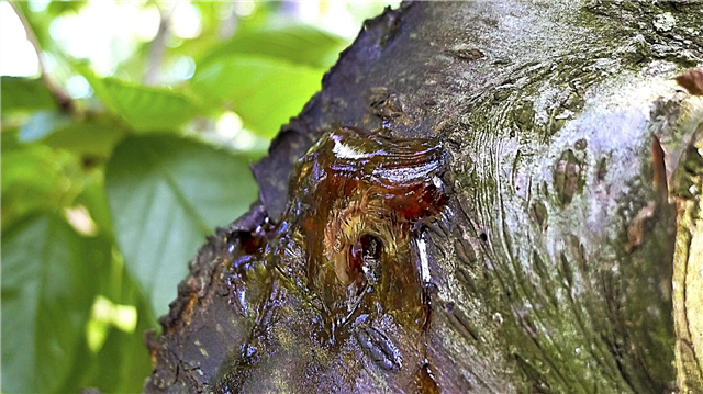 Черешово дърво, изтичащо сок: Как да спрем изпускането на черешовите дървета