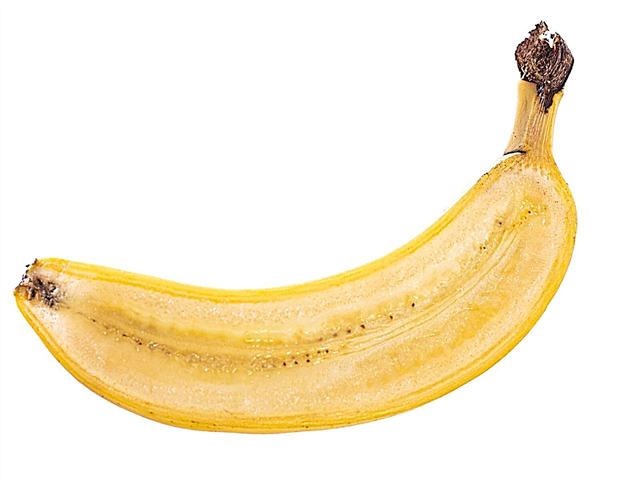 نشر نباتات الموز - زراعة أشجار الموز من البذور