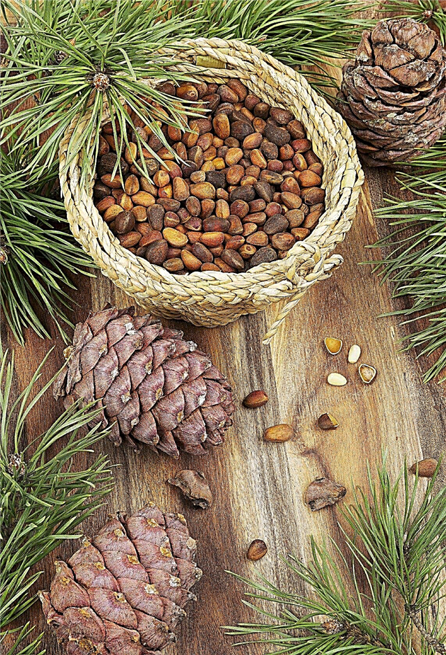 Penuaian Kacang Pinus - Bilakah Dan Cara Menuai Kacang Pinus
