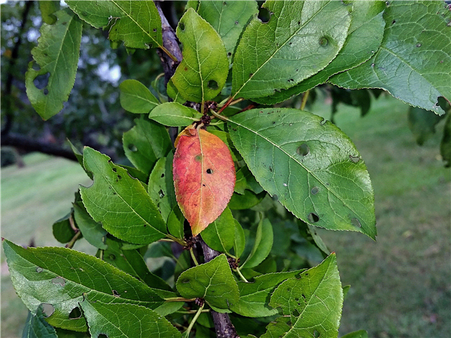Листя червоної сливи: чому листя червоніє на сливовому дереві