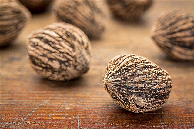 Mustajen pähkinäpuiden korjuu: Milloin mustat saksanpähkinät putoavat