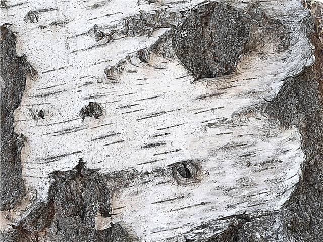 Willow Tree Bark faller av: Hvordan behandle peeling Willow Bark