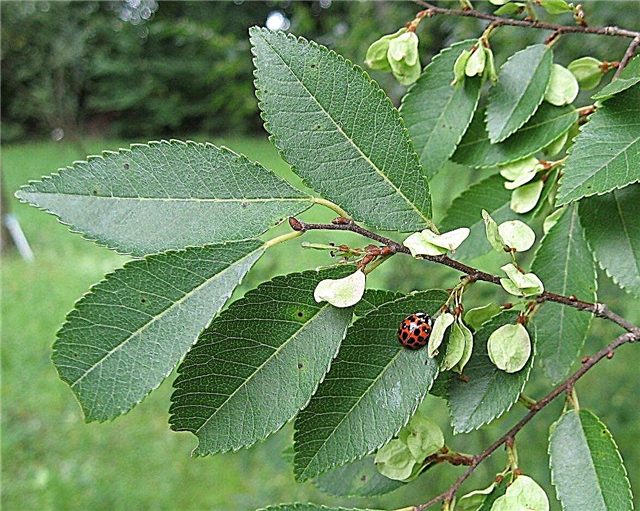 زراعة شجرة دريك الدردار: نصائح حول رعاية دريك أشجار الدردار