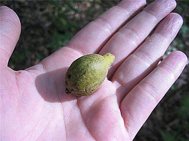 Upotreba orašastih orašastih orašastih plodova: savjeti za branje orašastih orašastih plodova