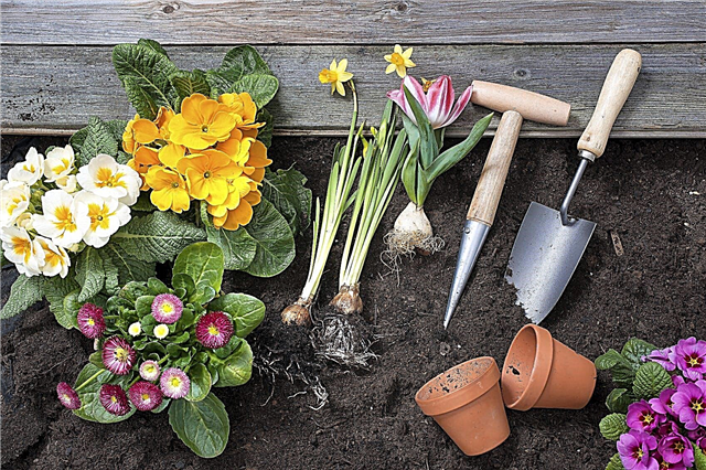Tidsbesparende tip til gartnere - Sådan gør du havearbejde lettere