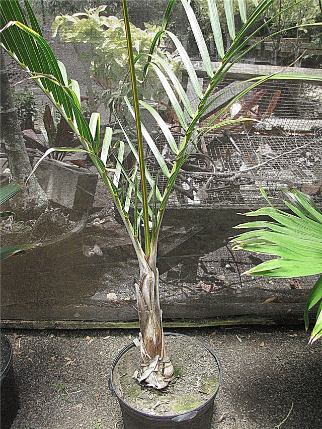 Plantas de interior de la palmera: consejos para cultivar huso de palma en interiores