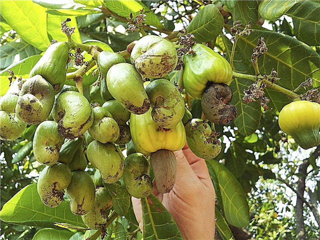 Орехови дървета кашу: Научете как да отглеждате кашу