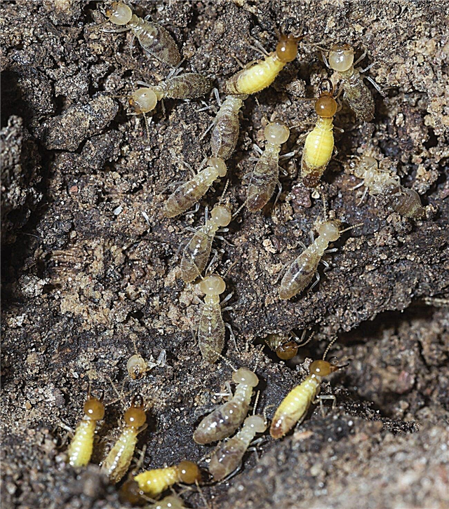 Holzmulch und Termiten - Wie man Termiten in Mulch behandelt