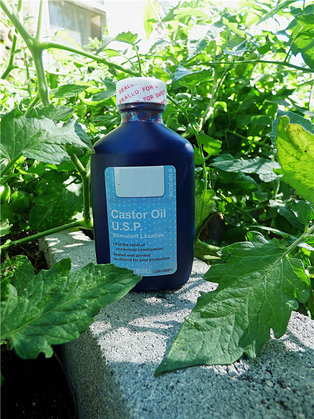 정원용 피마자 기름 : 피마자 기름으로 해충 치료에 대한 팁