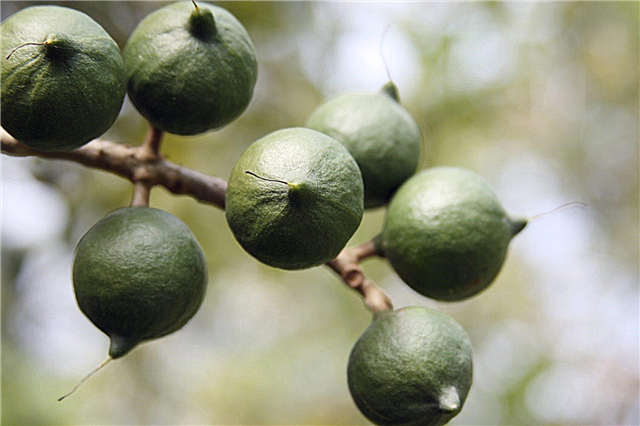Macadamia Plant Care: Wie man Macadamia-Bäume züchtet