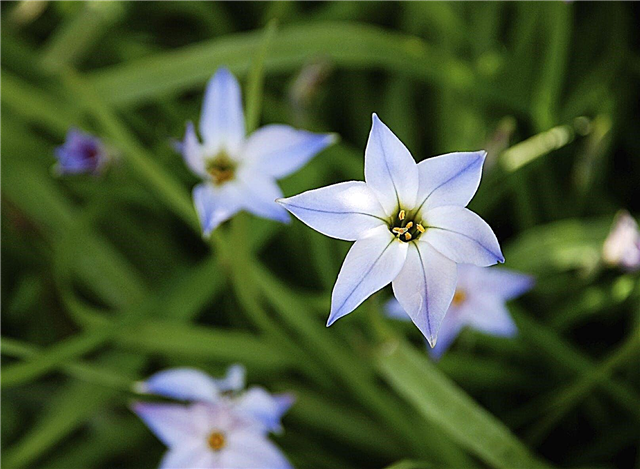 Cuidando de plantas Starflower da primavera: Aprenda a cultivar Ipheion Starflowers