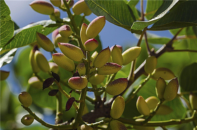 Colheita de árvores de pistache: quando e como colher pistácios