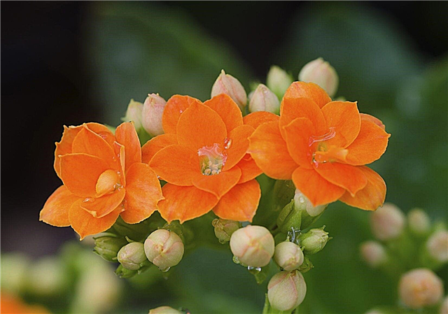 Kalanchoe kvetu: Ako si vyrobiť Kalanchoe rebloom