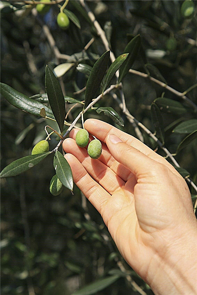 Oliivien poiminta - vinkkejä oliivipuiden korjaamiseen